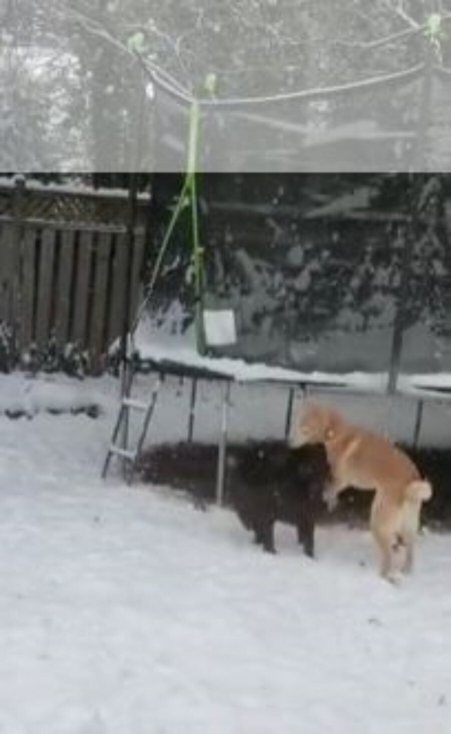 due cani che giocano sulla neve