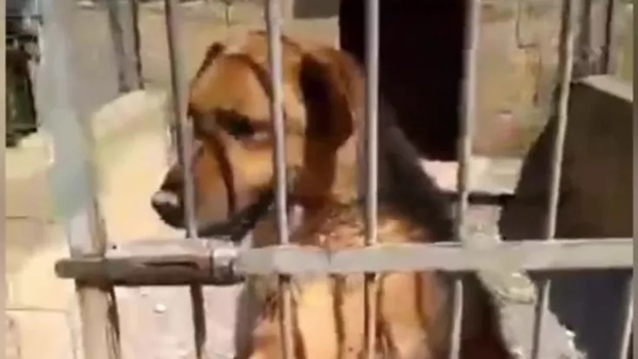 Cane in gabbia