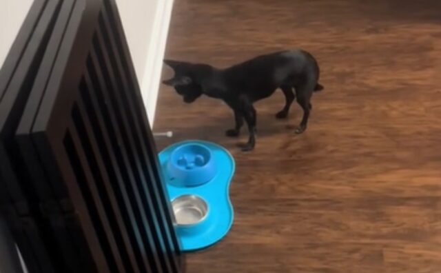 Questo Chihuahua trova un modo a dir poco geniale di chiedere il cibo alla sua mamma umana (VIDEO)
