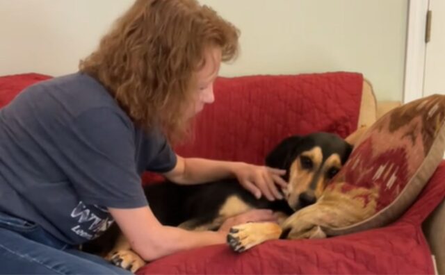 “Il cane ha morso mio marito, così abbiamo dovuto farlo fuori”: ma attenzione, c’è il colpo di scena (VIDEO)
