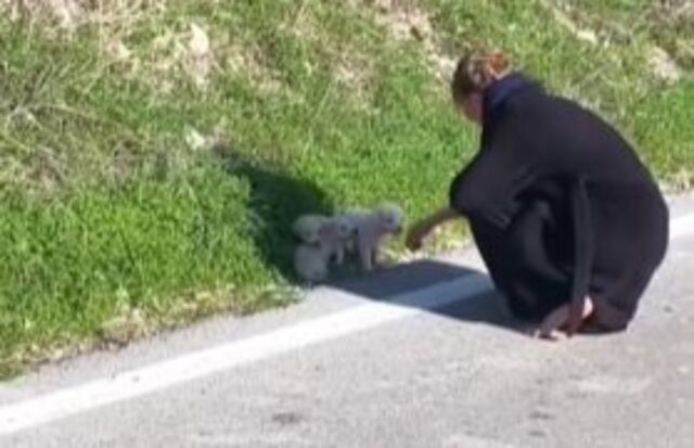 Erano sul ciglio della strada, ma questa coppia li ha visti e li ha salvati: questi tre cuccioli di cane ora sono al sicuro