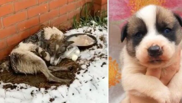 Mamma cane soffriva, ha partorito nel ghiaccio: ha tenuto al caldo i suoi cuccioli sperando in qualcosa di meglio per loro