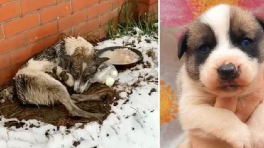 un cucciolo abbandonato tra la neve