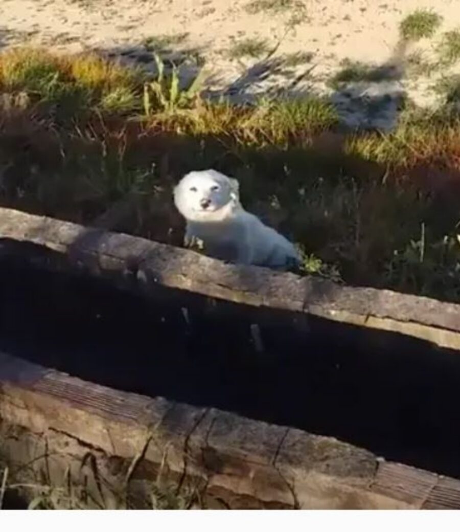 un cane bianco felice