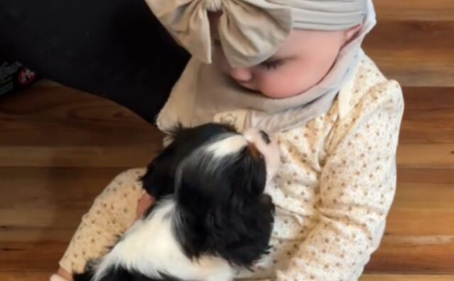 Il cucciolo di cane e il bambino si incontrano per la prima volta e il loro sguardo è pieno di amore puro (VIDEO)