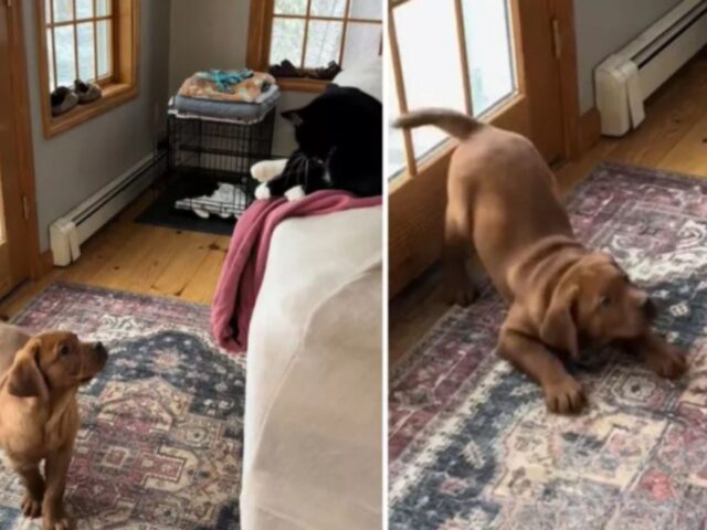 Il cane capisce che i gatti sono autorizzati a stare sul divano, ma lui no: il suo modo di prenderla è tutto un programma