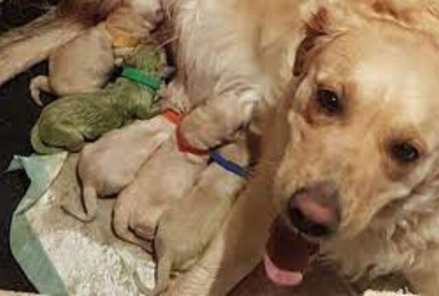 Non riuscivano a credere ai loro occhi quando questa Golden Retriever ha dato vita a un cucciolo dal colore insolito