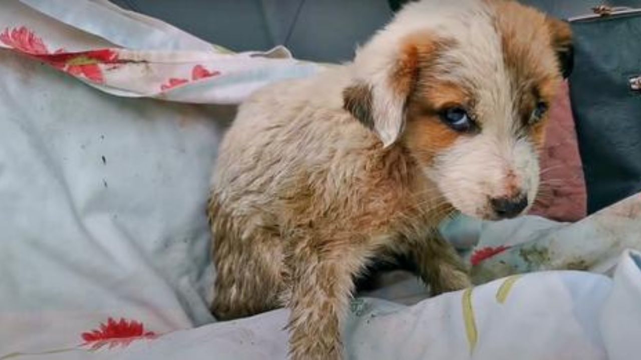 cucciolo vive nella spazzatura