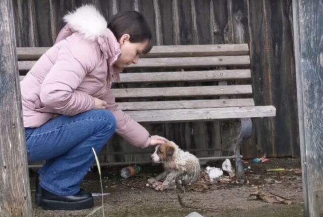 Il cane non ce la faceva più, così ha osservato chi stava venendo a prenderlo e ha giurato che non avrebbe più vissuto così