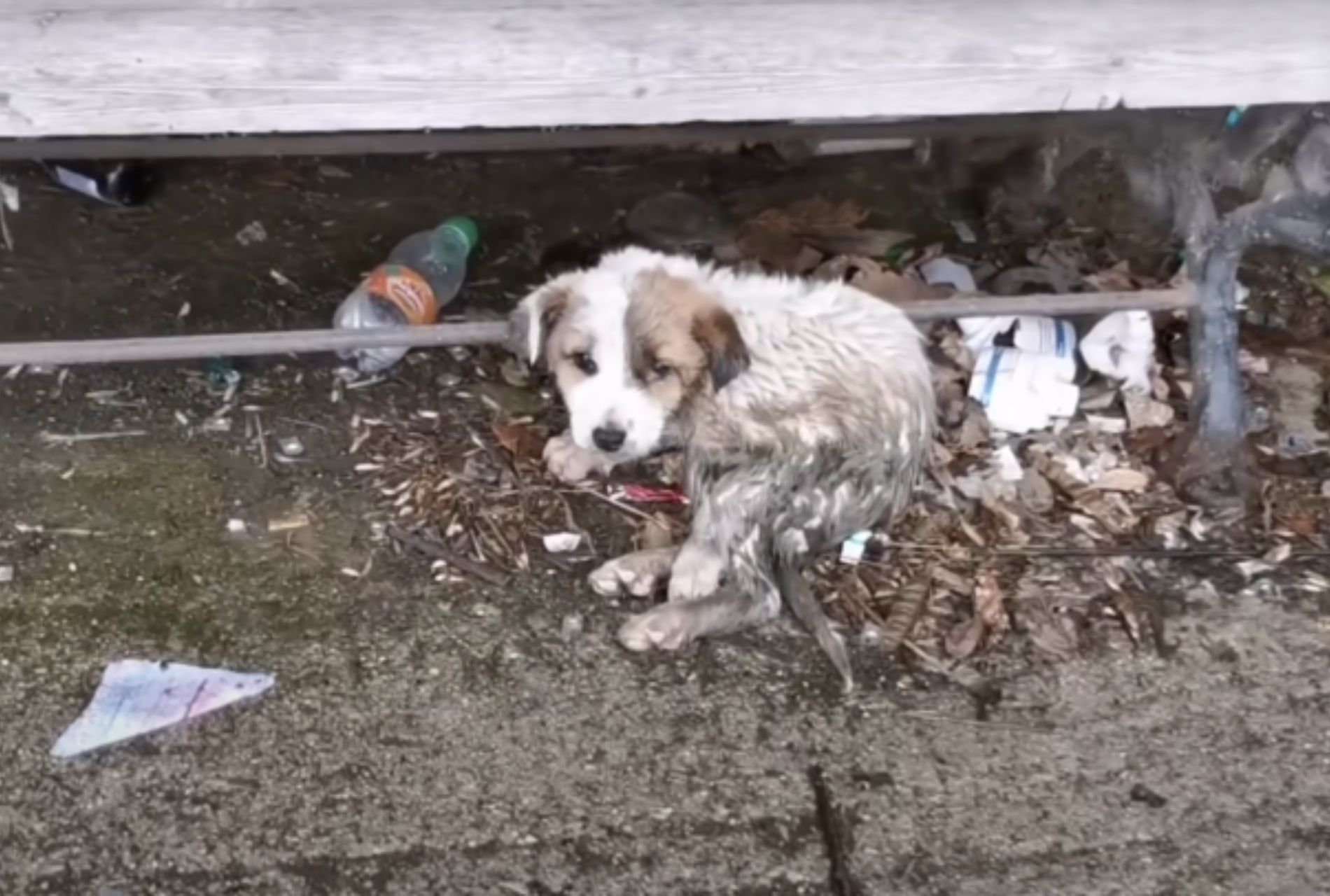 cucciolo vive nella spazzatura