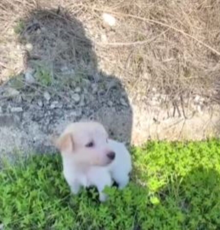 un cagnolino bianco abbandonato