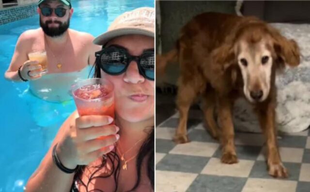 Mentre il proprietario del cane è in vacanza, riceve un messaggio dal dog sitter: “Adesso non devi arrabbiarti…” (VIDEO)