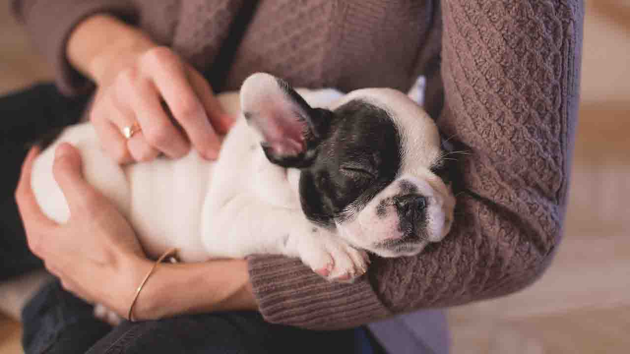 Cane in braccio a una donna