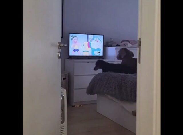 Due cani guardano Doraemon, proprietario spegne la tv: ecco come reagiscono