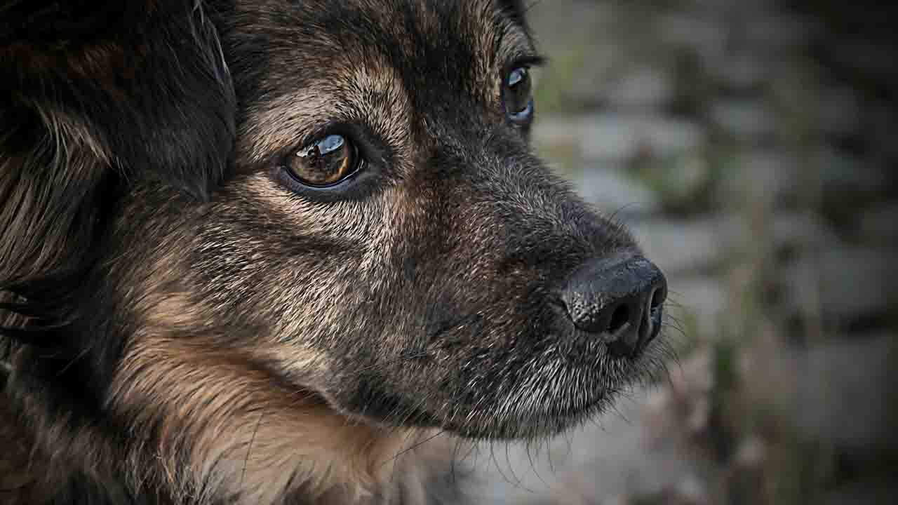 Sguardo triste del cane