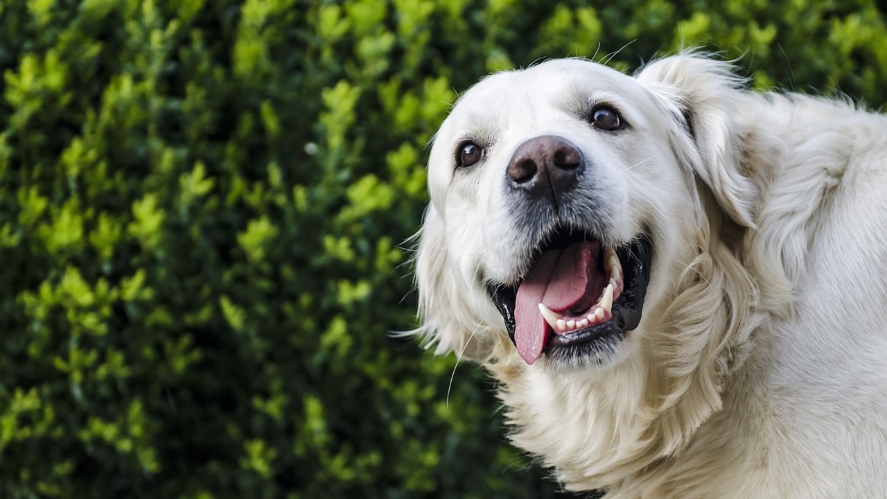 Cane felice e giocherellone