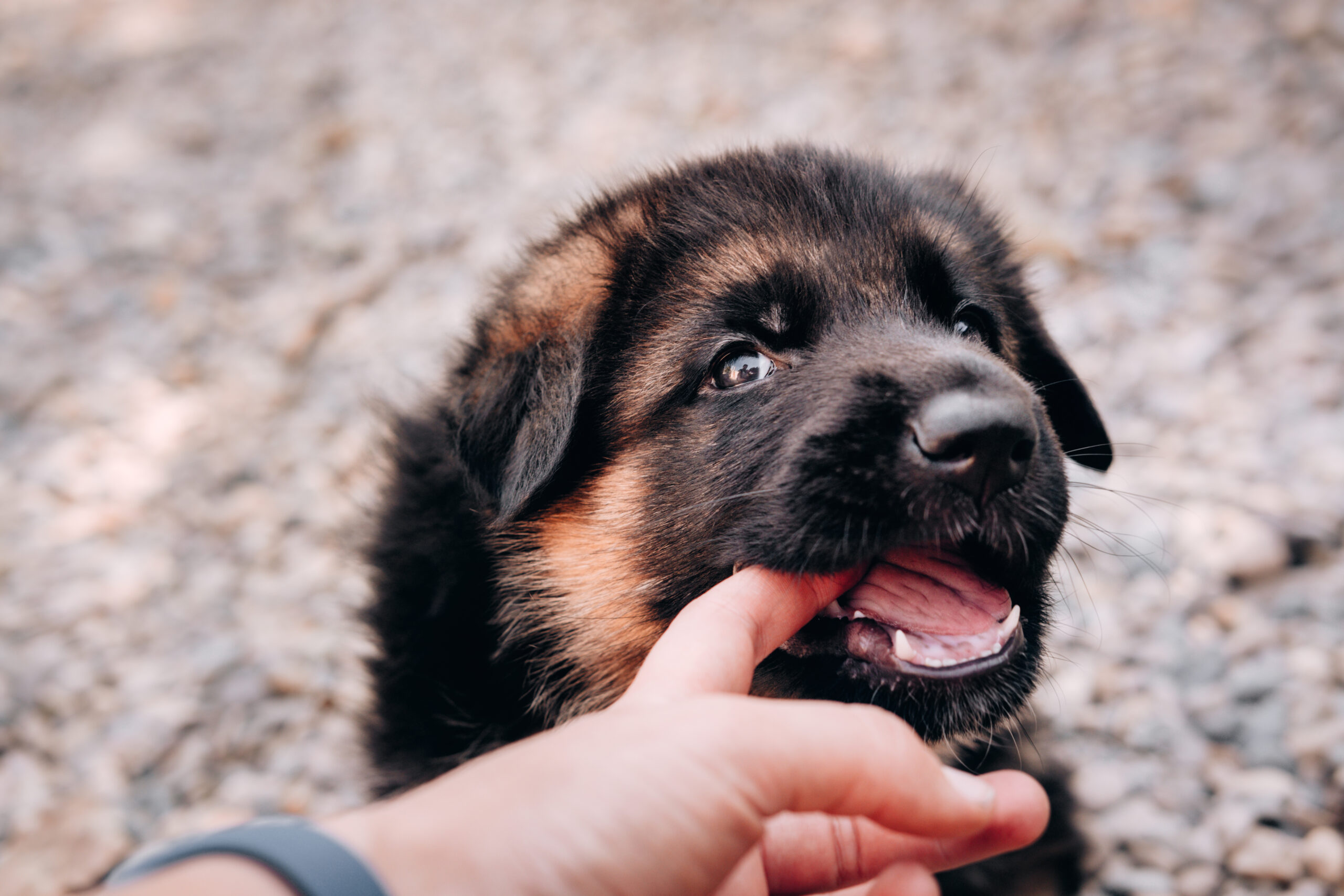 cane cucciolo 