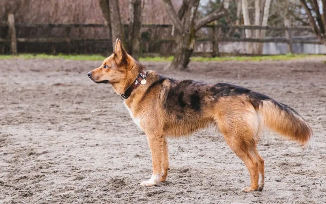 cane simile al pastore tedesco