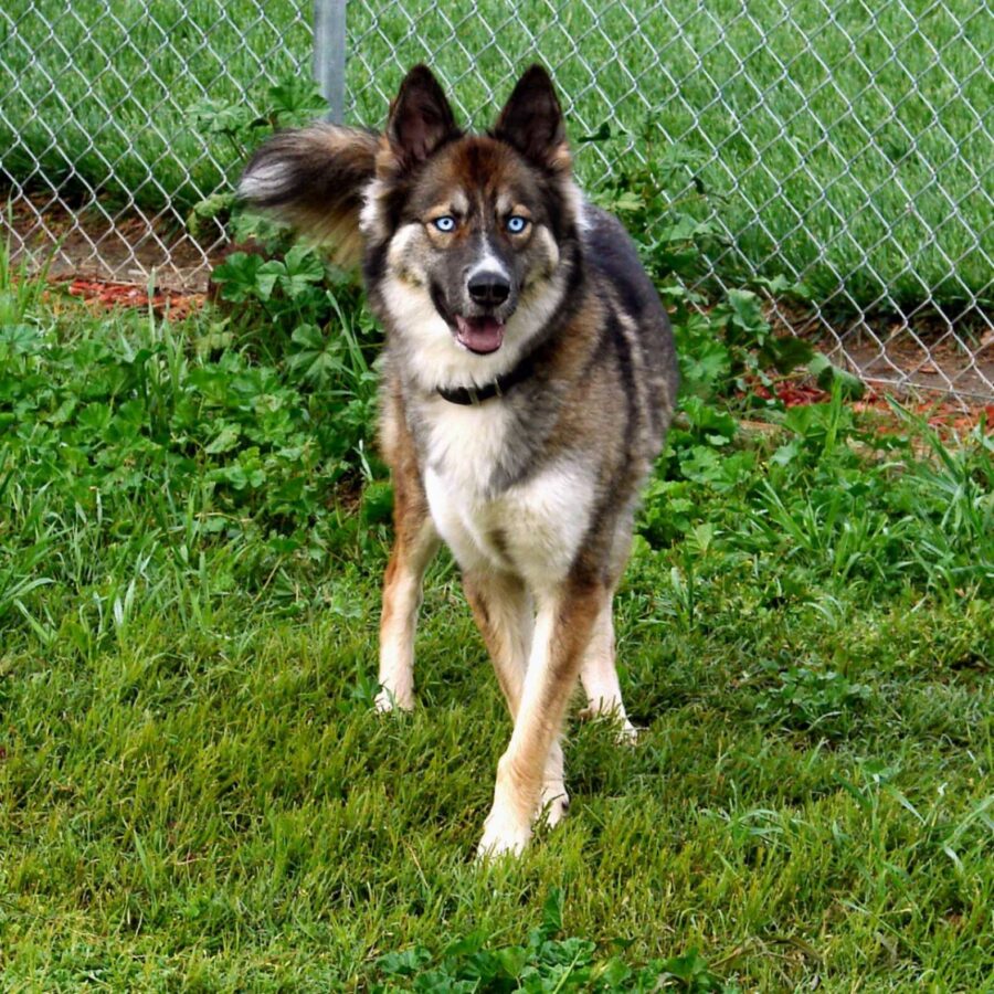 Gerberian Shepsky, alimentazione: cosa può mangiare e cosa evitare