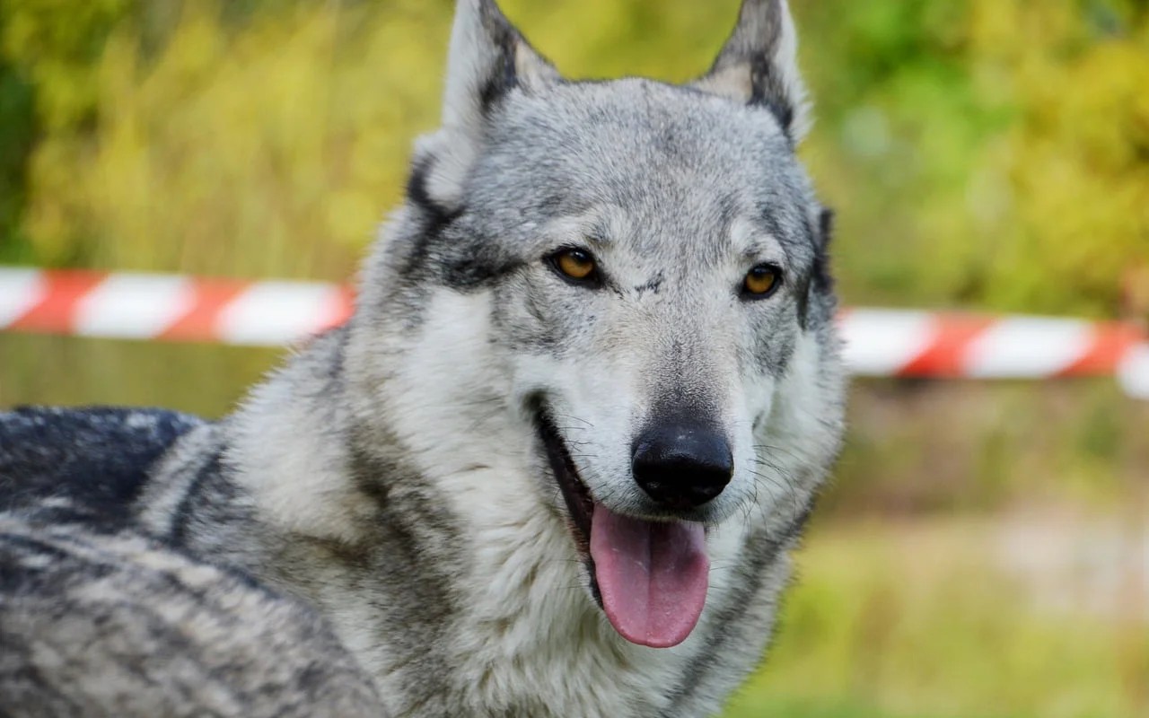 cane simile all'husky