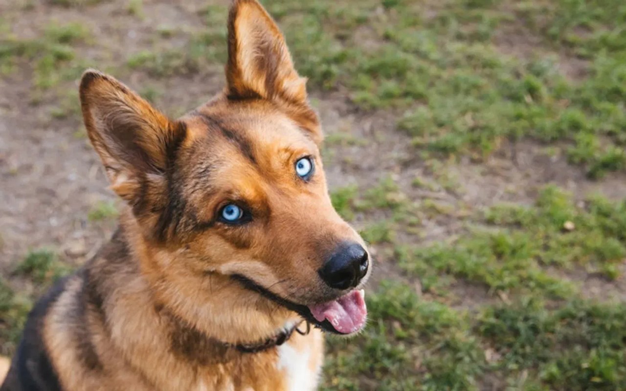 cane con gli occhi blu