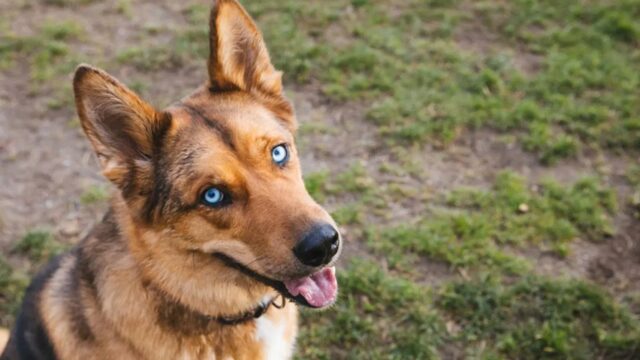 Gerberian Shepsky, carattere: tutto sulla sua indole e sul temperamento