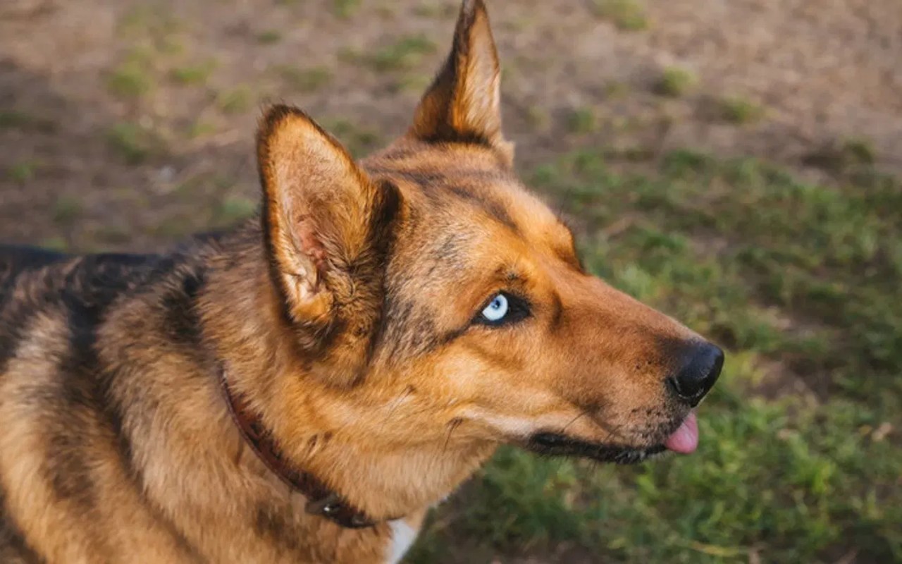 cane con la lingua fuori