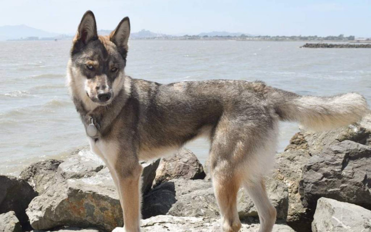 cane vicino al mare