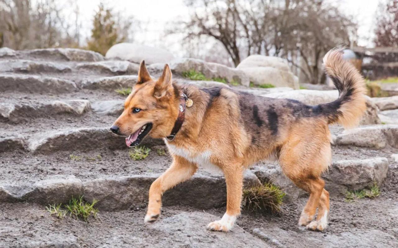 cane che passeggia all'aria aperta