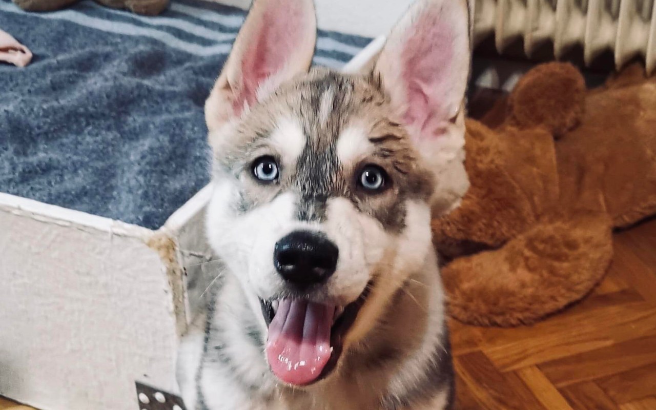 cagnolino con gli occhi blu