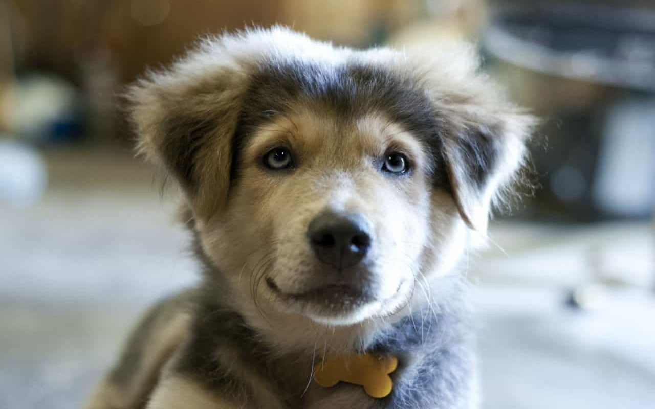 cagnolino a pelo lungo