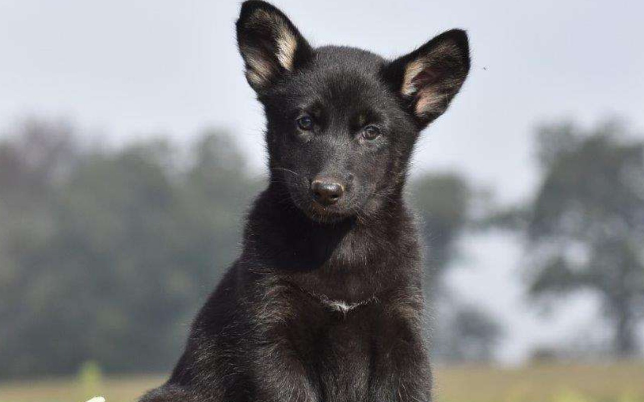 cagnolino nero