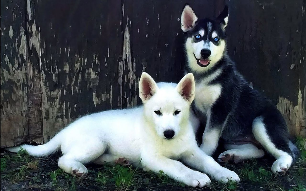 cuccioli diversi