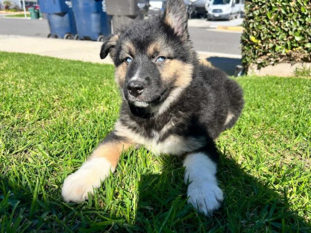 Gerberian Shepsky, cuccioli: cosa sapere e come prendersene cura