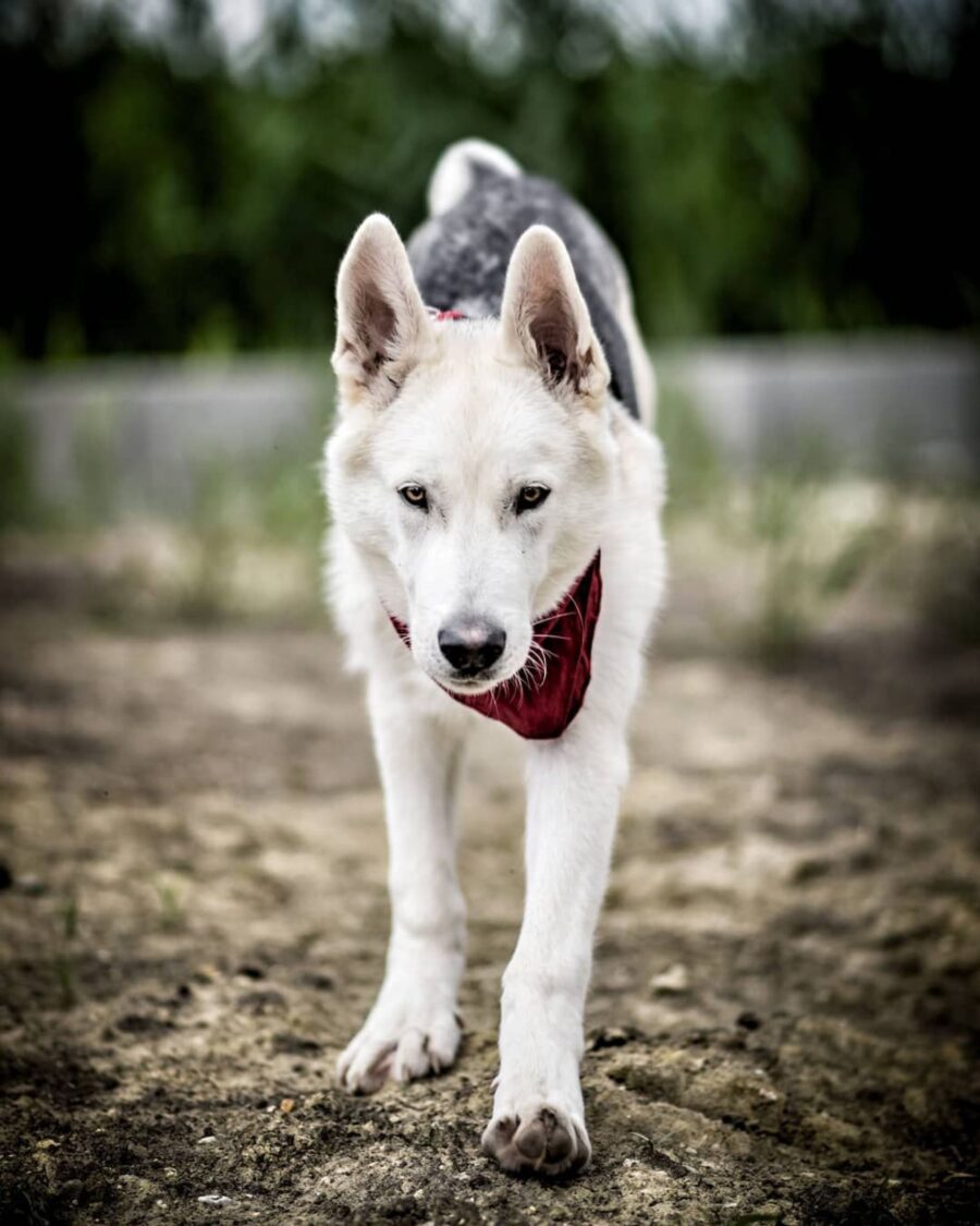 Gerberian Shepsky, salute e malattie comuni: come farlo stare sempre bene