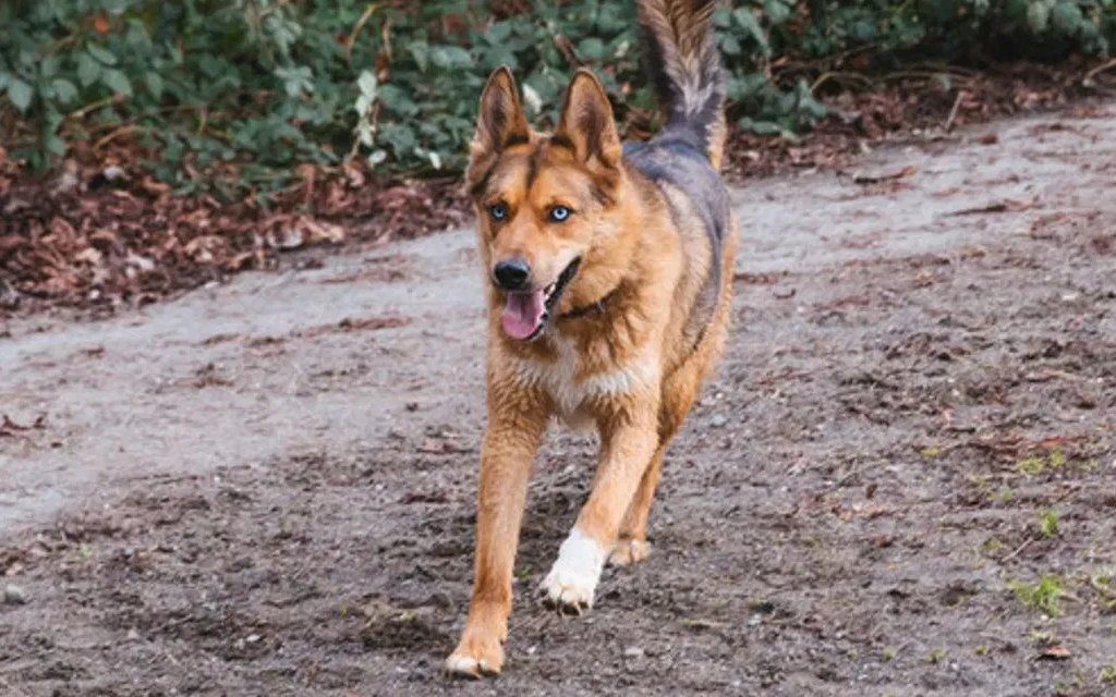 cane che corre in giardino