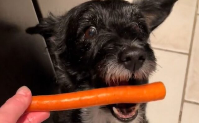 Questo cane ha sviluppato dei gusti particolari e ora non va a letto se prima non riceve il suo insolito spuntino (VIDEO)