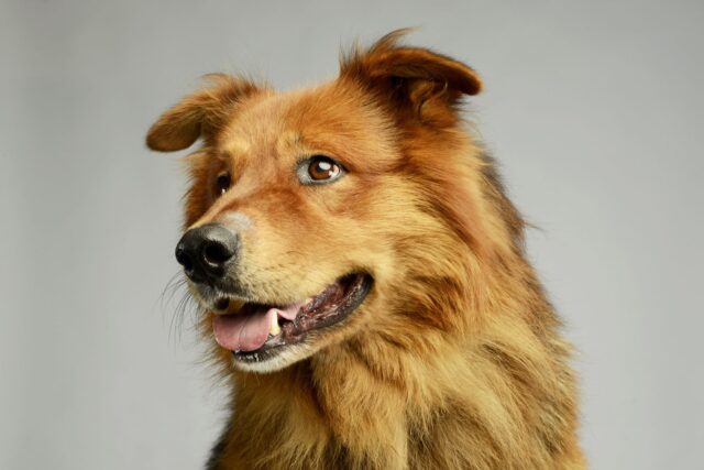 Hovawart, tutto sull’indole di questa razza di cane da fattoria