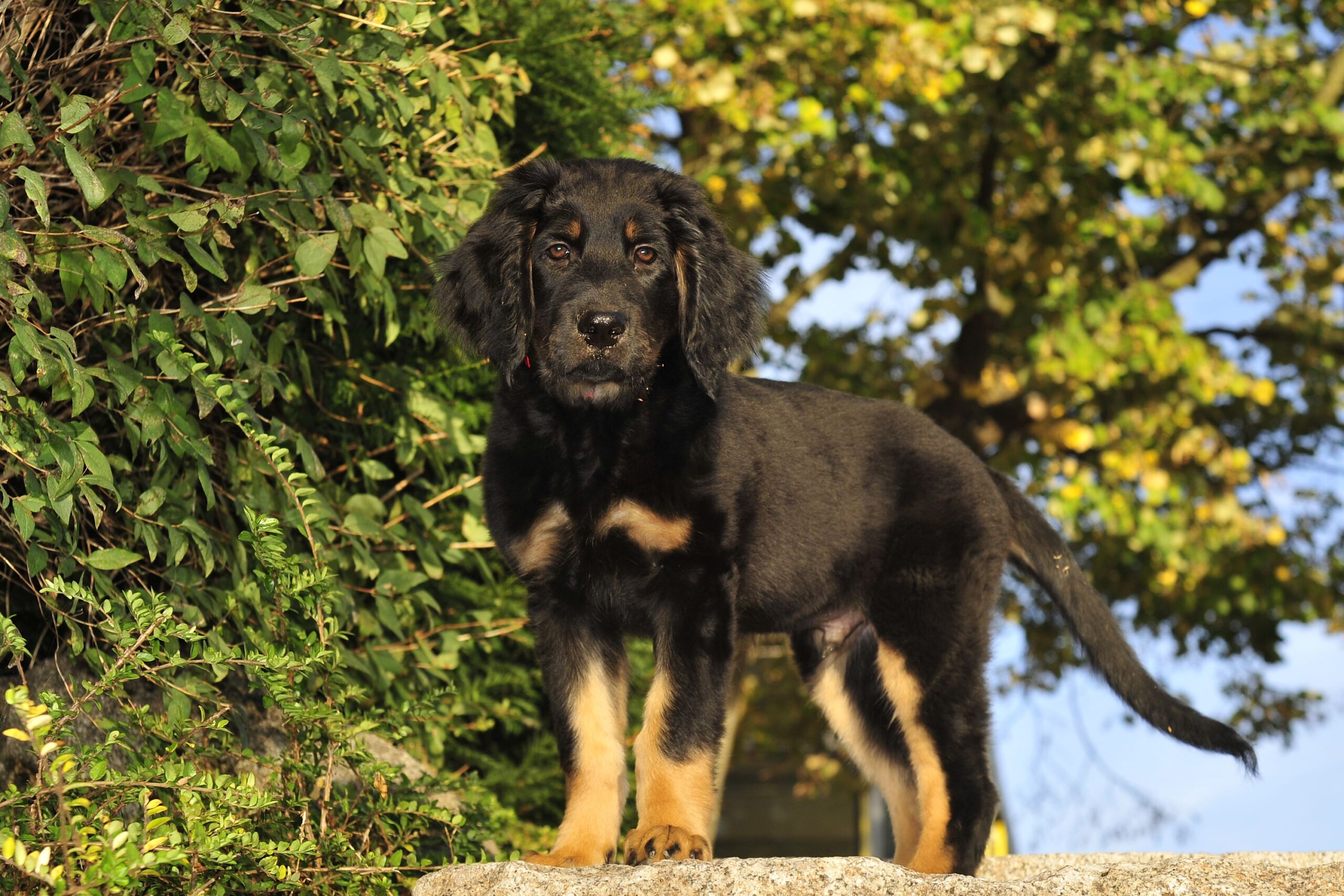 cucciolo di cane di grossa taglia