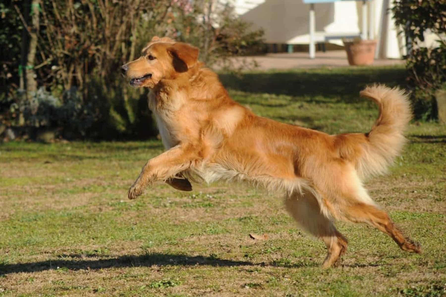 cane da lavoro, guardia e ricerca