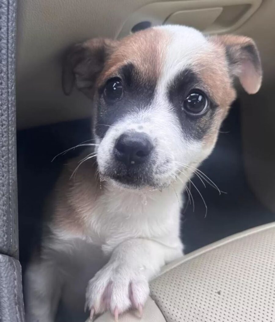 un cucciolo in auto