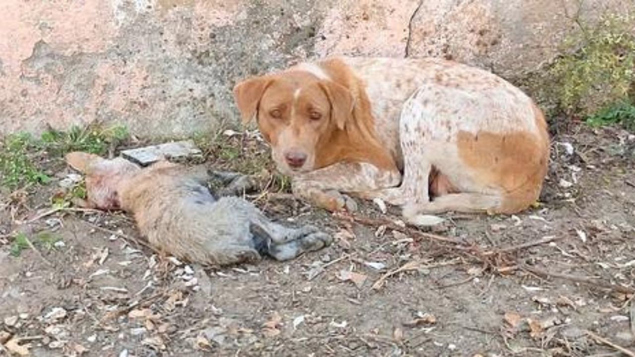 mamma con cucciolo morente