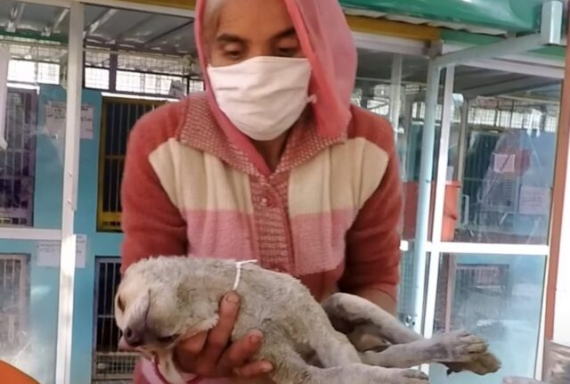 Mamma cane supplicava con gli occhi i passanti mentre cercava di vegliare il suo cucciolo indifeso