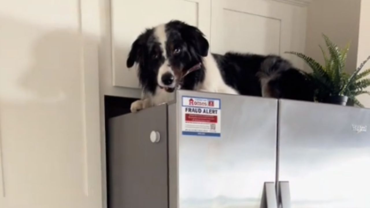 cane sul frigo