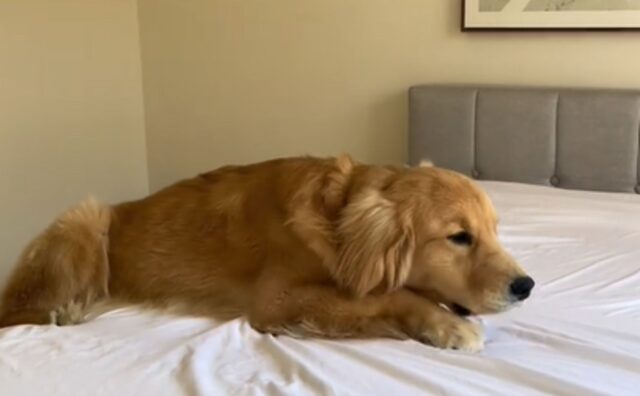 Per il Golden Retriever è l’ora della nanna, ma lui non riesce ad accettare la cosa e diventa il re del dramma (VIDEO)