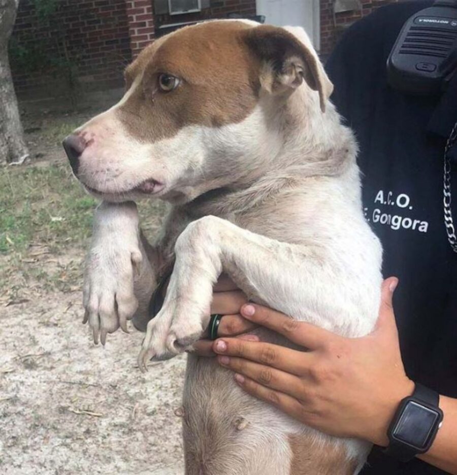 una cagnolina di nome Otillia