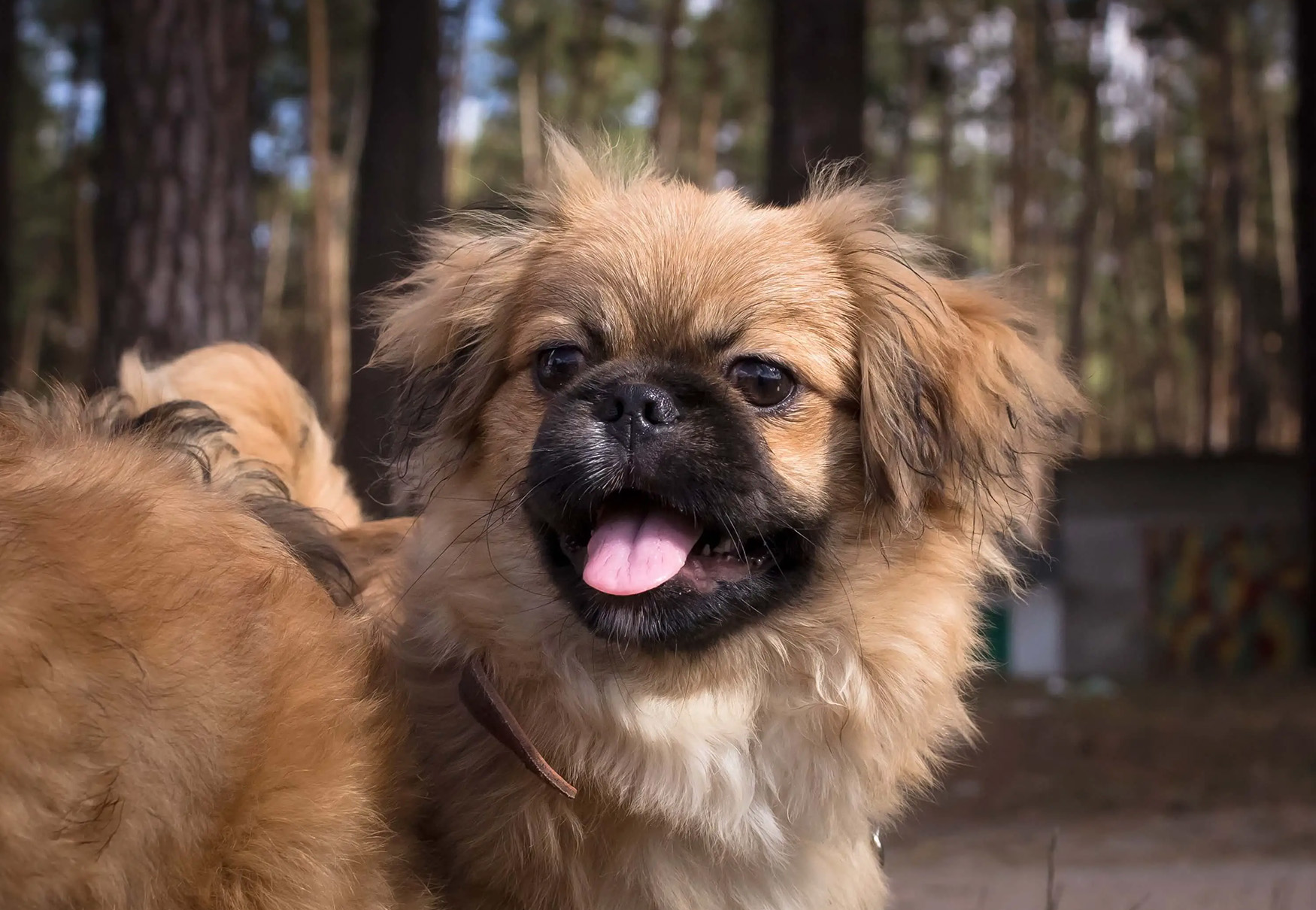 cane nel bosco