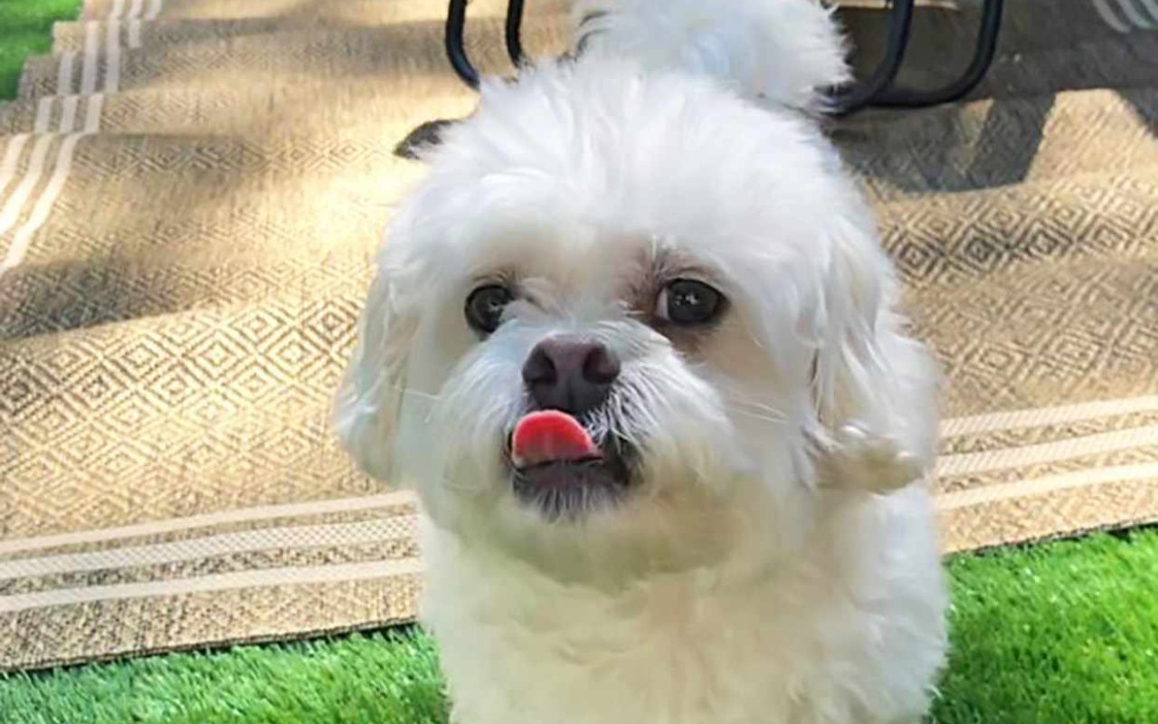 cagnolino con la lingua di fuori