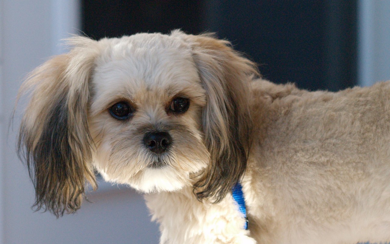 cagnolino piccolo