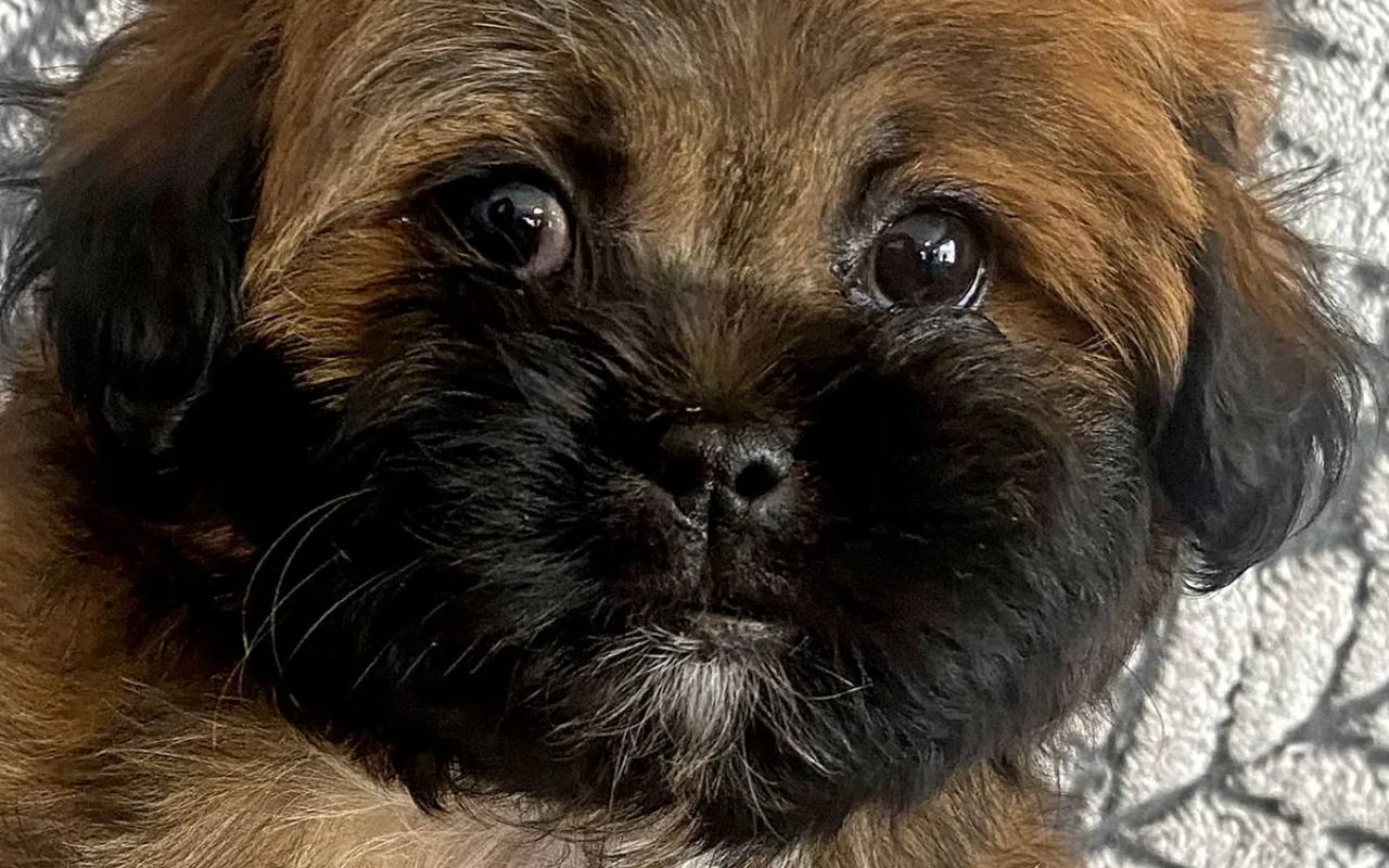 cagnolino dallo sguardo dolce